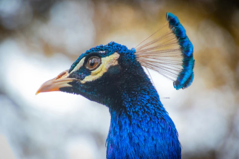 a close up of a peacock's head with a blurry background, an album cover, by Peter Churcher, pexels contest winner, hurufiyya, dressed in blue, 🦩🪐🐞👩🏻🦳, an ancient, a delicate