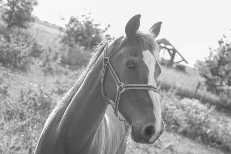 a black and white photo of a horse in a field, by Emma Andijewska, pixabay contest winner, renaissance, very pretty face, halter neck, pastel', looking smart