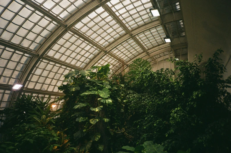 a greenhouse filled with lots of green plants, a photo, unsplash contest winner, art nouveau, very tall ceilings, judy chicago, roofed forest, very hazy