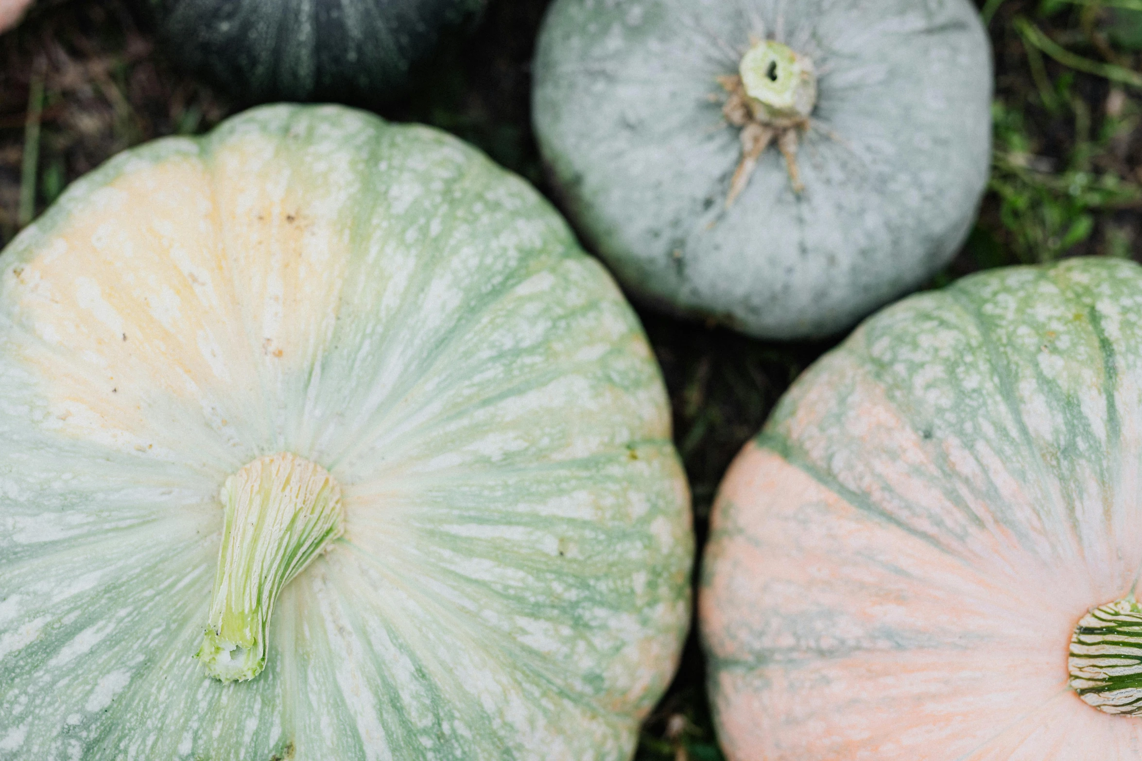 a group of pumpkins sitting on top of a lush green field, a picture, unsplash, grey vegetables, pastelcolours, full frame image, thumbnail