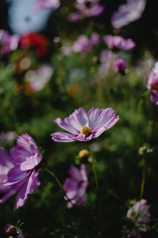 a bunch of purple flowers sitting on top of a lush green field, unsplash, romanticism, miniature cosmos, high resolution image, manuka, color photo