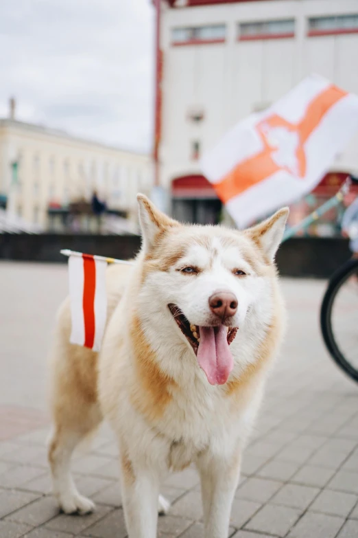 a dog that is standing in the street, trending on unsplash, soviet flags, 🚿🗝📝, square, capital of estonia