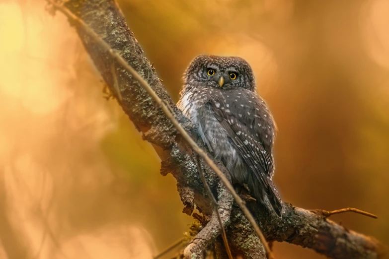 a small owl sitting on top of a tree branch, a portrait, by Ibrahim Kodra, pexels contest winner, soft morning lighting, mixed art, grey, small