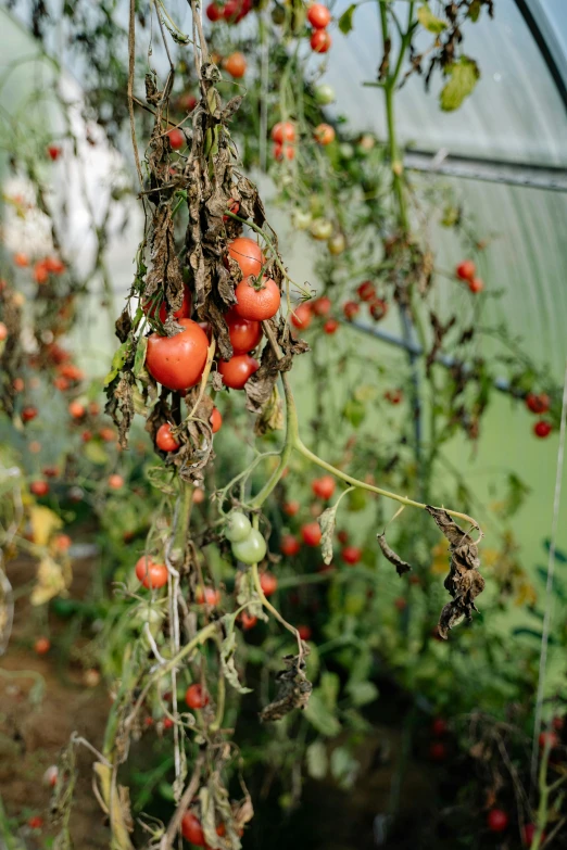 a greenhouse filled with lots of ripe tomatoes, inspired by Elsa Bleda, deteriorated, hanging, ash thorp, 2 0 0 4 photograph