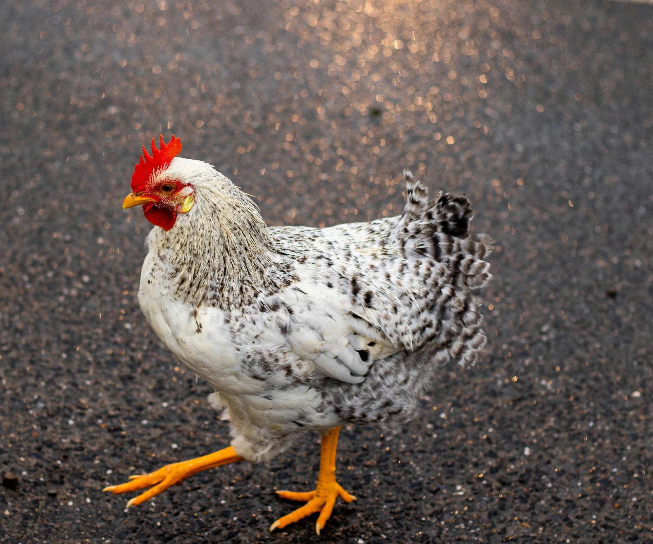 a close up of a chicken on a road, an album cover, by Jan Tengnagel, pexels contest winner, gray mottled skin, early morning, scandinavian, 4 legs