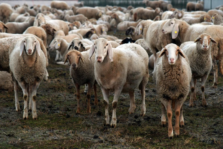 a herd of sheep standing on top of a grass covered field, facing the camera, fur with mud, high quality product image”