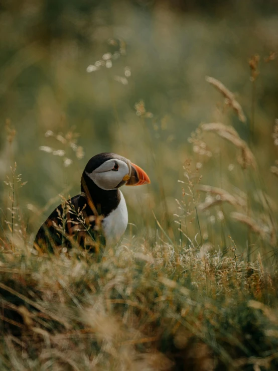 a bird that is sitting in the grass, by Jan Tengnagel, pexels contest winner, atlantic puffin, warmly lit, high quality photo, conde nast traveler photo