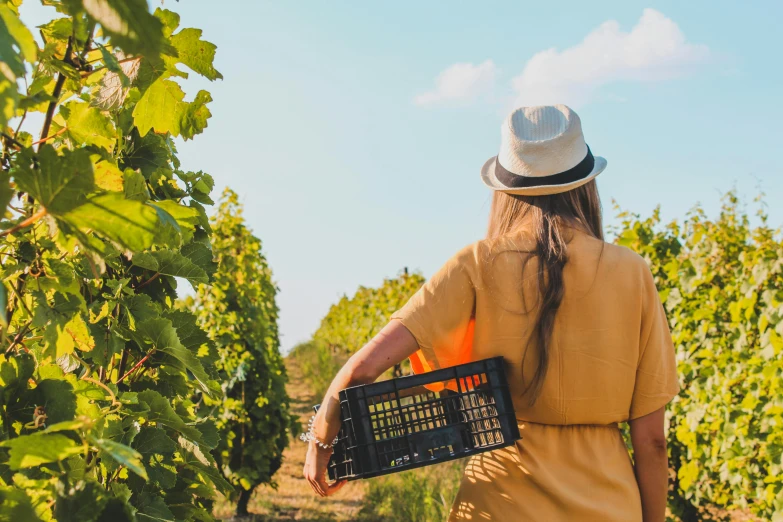 a woman walking through a vineyard holding a crate, pexels contest winner, local foods, avatar image, woman with hat, thumbnail