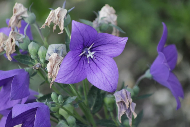 a close up of a bunch of purple flowers, hestiasula head, medium blue, low sun, deep colour