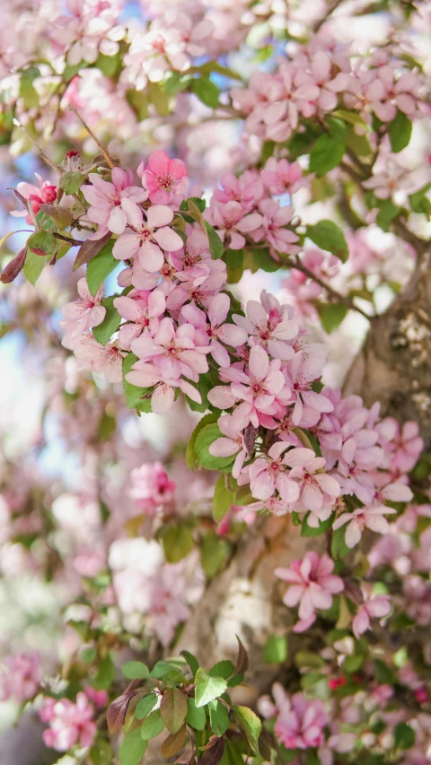 a bunch of pink flowers on a tree, by Rachel Reckitt, unsplash, paul barson, photograph of april, trending photo, no cropping