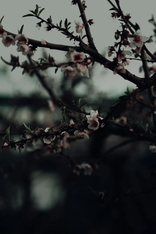 a black and white photo of a tree with flowers, an album cover, inspired by Elsa Bleda, unsplash contest winner, gloomy earthy colors, apple blossoms, ominous evening, unsplash 4k