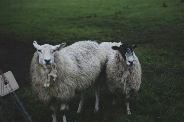 a couple of sheep standing on top of a lush green field, by Emma Andijewska, pexels contest winner, with wet faces!!, grey, dimly lit, 🦩🪐🐞👩🏻🦳