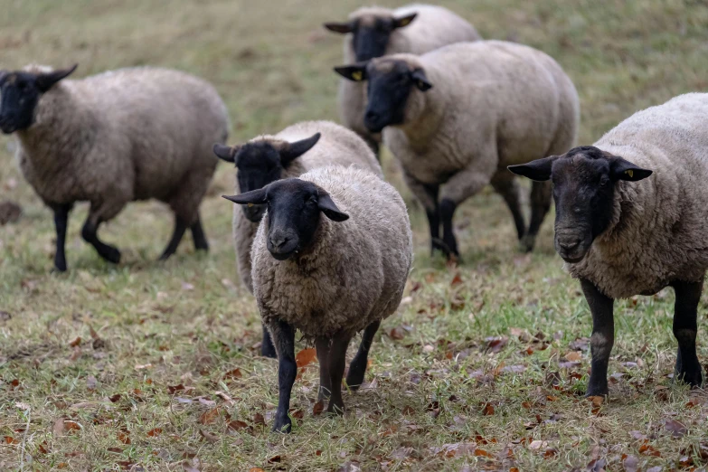 a herd of sheep standing on top of a grass covered field, a portrait, unsplash, renaissance, close - up photo, fan favorite, no cropping, black