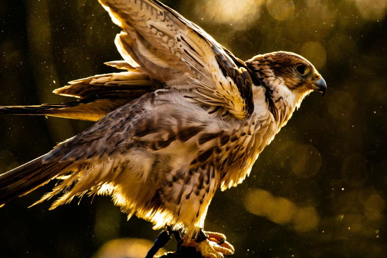 a close up of a bird of prey with its wings spread, pexels contest winner, hurufiyya, gold dappled light, instagram post, slide show, backlit