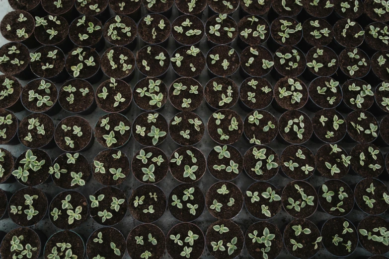 a table topped with chocolate cupcakes covered in green sprouts, by Yasushi Sugiyama, precisionism, ap photo, plants growing, salvia, clones