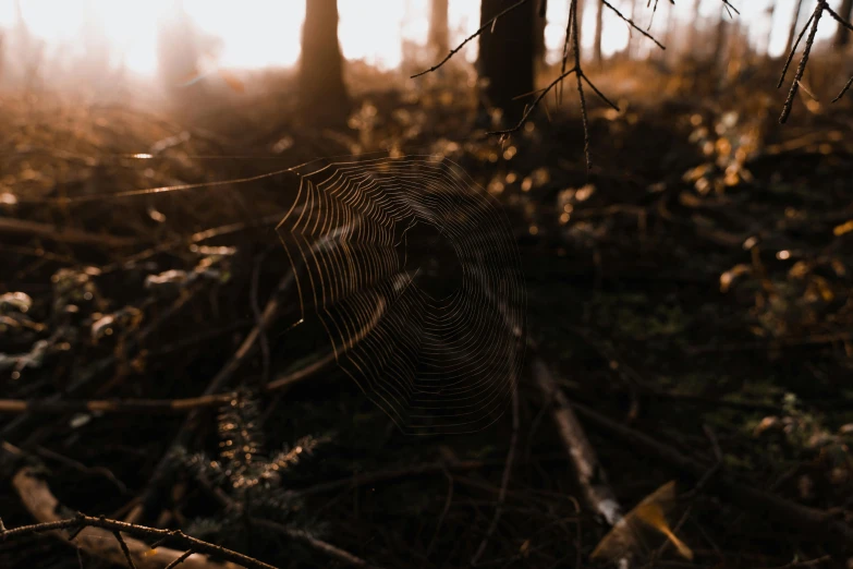 a spider web in the middle of a forest, pexels contest winner, golden hour 4k, ground level shot, withered, spooky photo