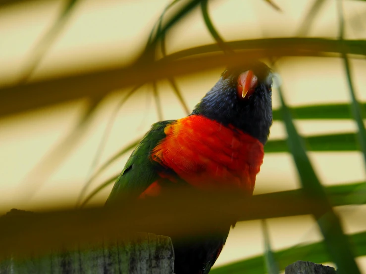 a colorful bird sitting on top of a wooden fence, next to a plant, profile image, red and green, colour photo