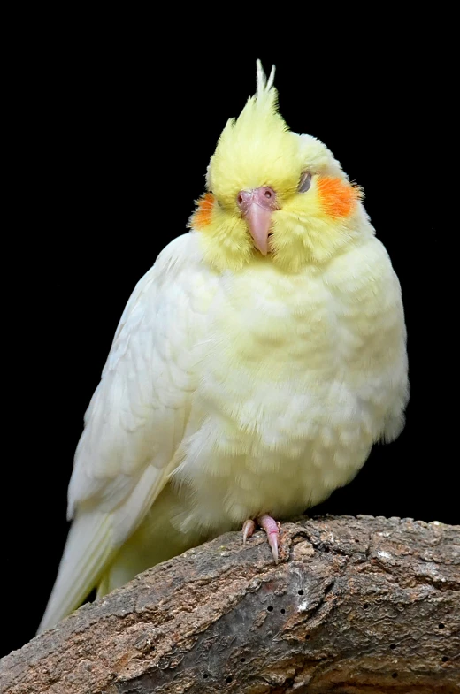 a yellow and white bird sitting on a branch, in front of a black background, cocky, pale pointed ears, australian