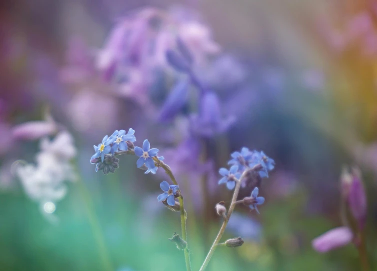 a close up of a bunch of flowers, by Helen Biggar, unsplash, blue and purple plants, paul barson, soft focus blur, pastel'