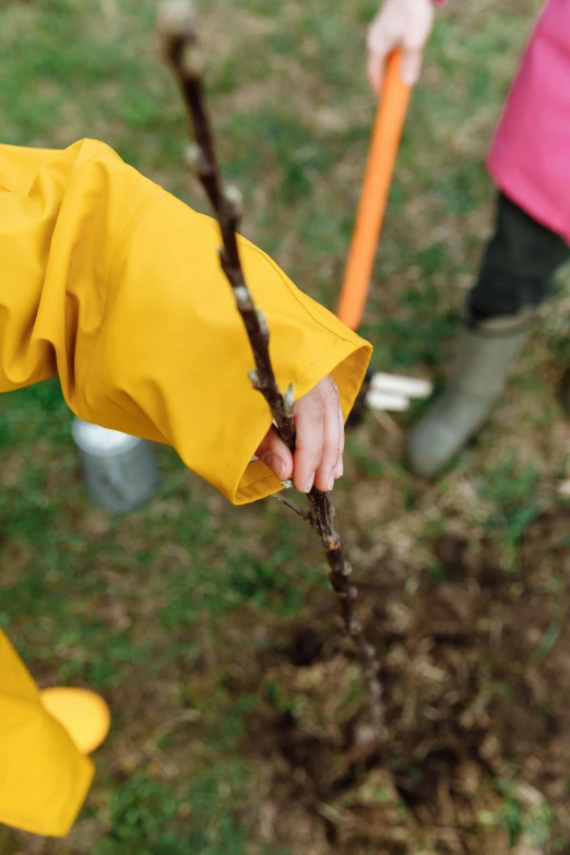 a close up of a person holding a shovel near a tree, inspired by Andy Goldsworthy, yellow raincoat, fruit trees, children's, pouring