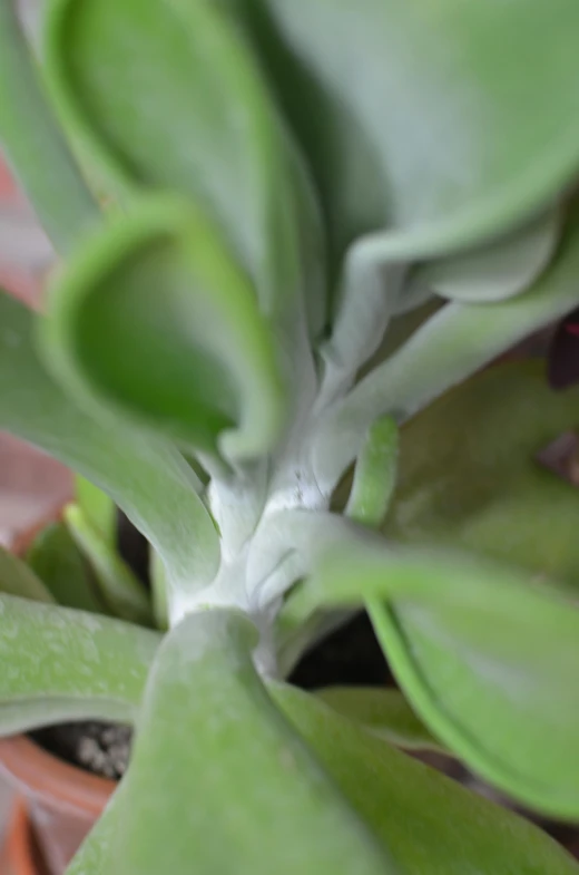 a close up of a plant in a pot, by Jessie Algie, creating a soft, curled slightly at the ends, sage, polychaeta