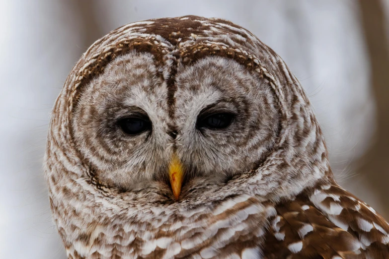 a close up of a brown and white owl, by Jim Nelson, trending on pexels, grey, wrinkles, unsplash photo contest winner, 🦩🪐🐞👩🏻🦳