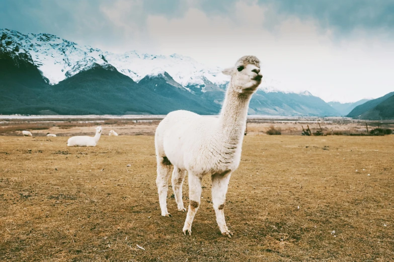 a white llama standing on top of a grass covered field, snow capped mountains, 90s photo, 🦩🪐🐞👩🏻🦳, canva