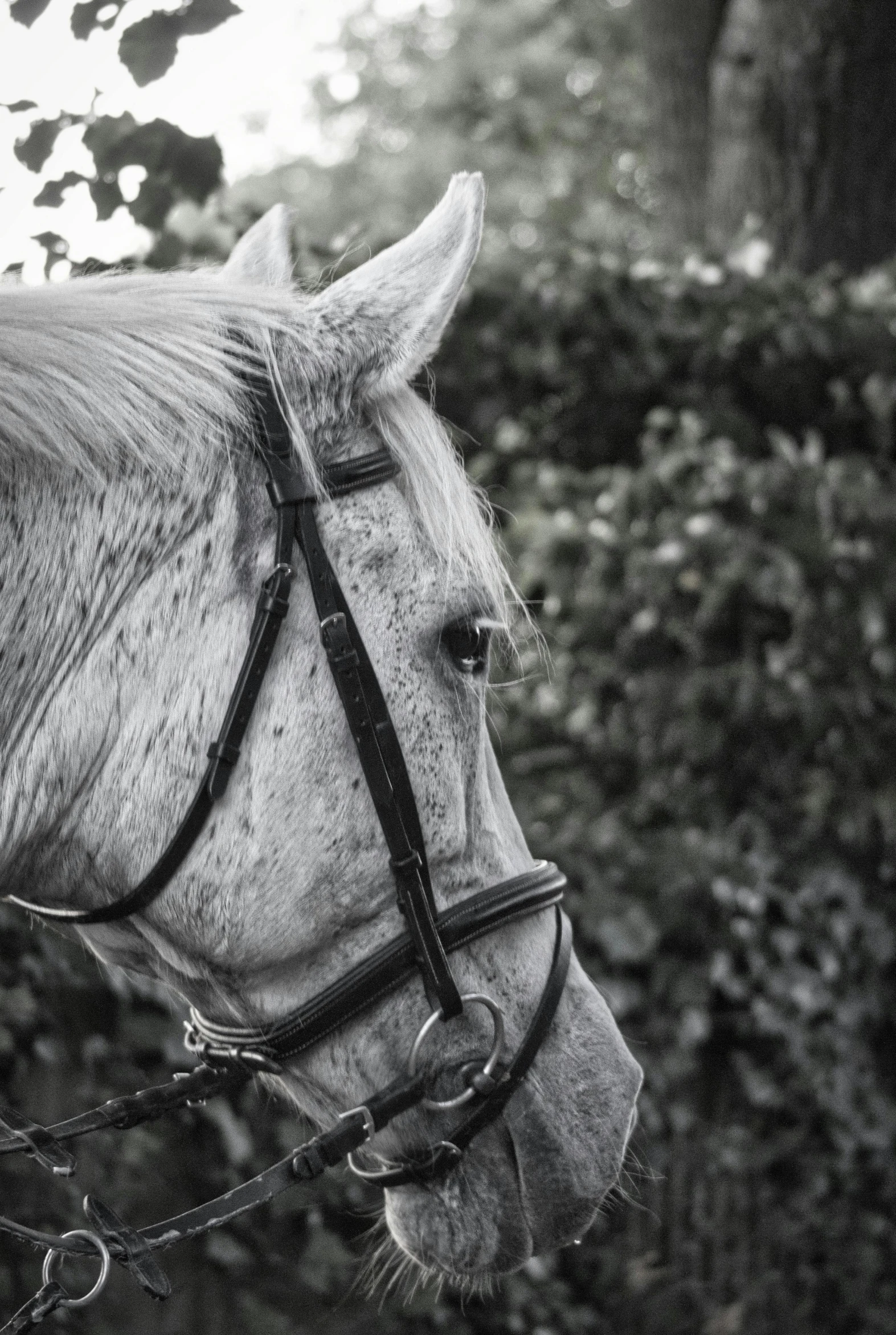 a close up of a horse wearing a bridle, a black and white photo, pexels contest winner, lush surroundings, white and grey, taken in the late 2000s, front profile shot