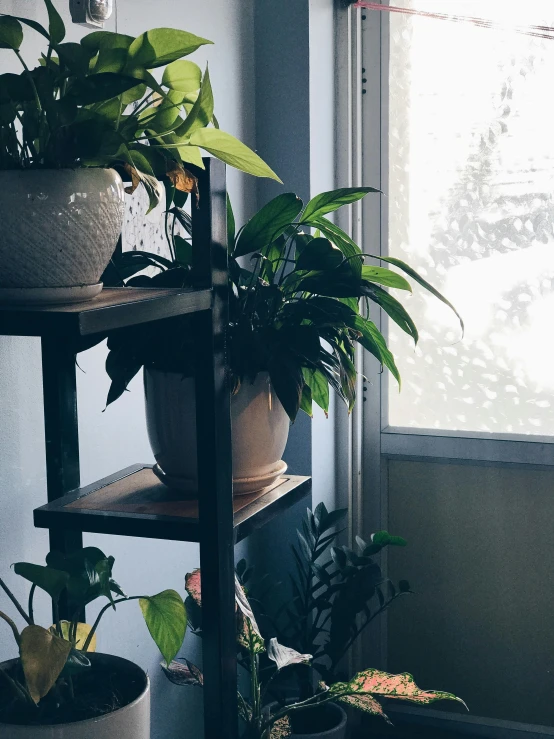 a shelf filled with potted plants next to a window, inspired by Elsa Bleda, trending on unsplash, trending on vsco, mid day lighting, multiple stories, bottom lighting