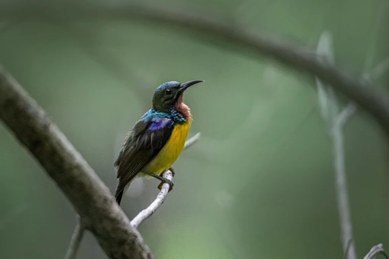 a colorful bird sitting on top of a tree branch, pexels contest winner, sumatraism, yellow and blue, biodiversity heritage library, hazy, grey