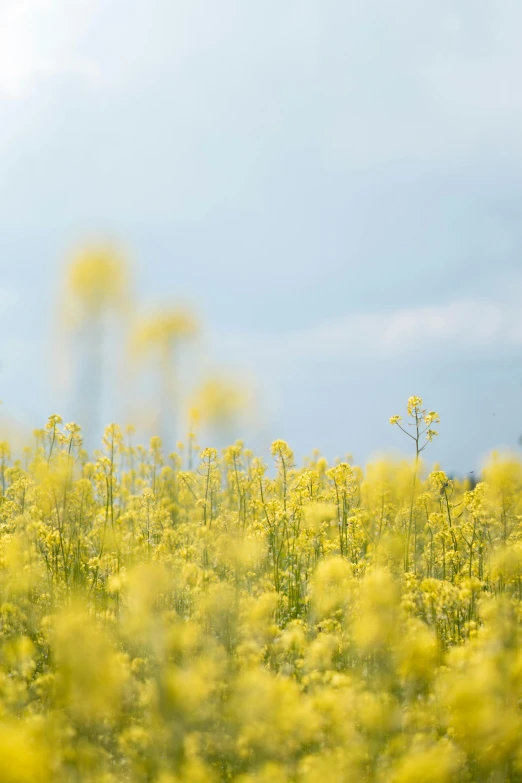a field of yellow flowers with a blue sky in the background, a picture, by David Simpson, minimalism, subtle depth of field, farming, colour photograph, close - up photograph