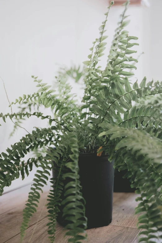 a couple of potted plants sitting on top of a wooden table, by Carey Morris, trending on unsplash, fern, all black matte product, intriguing volume flutter, detail shot