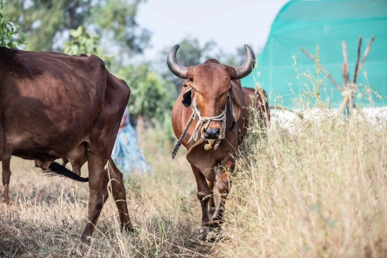 a couple of cows that are standing in the grass, by Daniel Lieske, trending on unsplash, human dressed as a bull, mongezi ncaphayi, villagers busy farming, “ iron bark