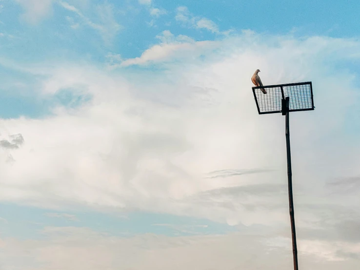 a bird that is sitting on top of a pole, an album cover, pexels contest winner, rooftop solar panels, uniform off - white sky, floodlight, instagram photo