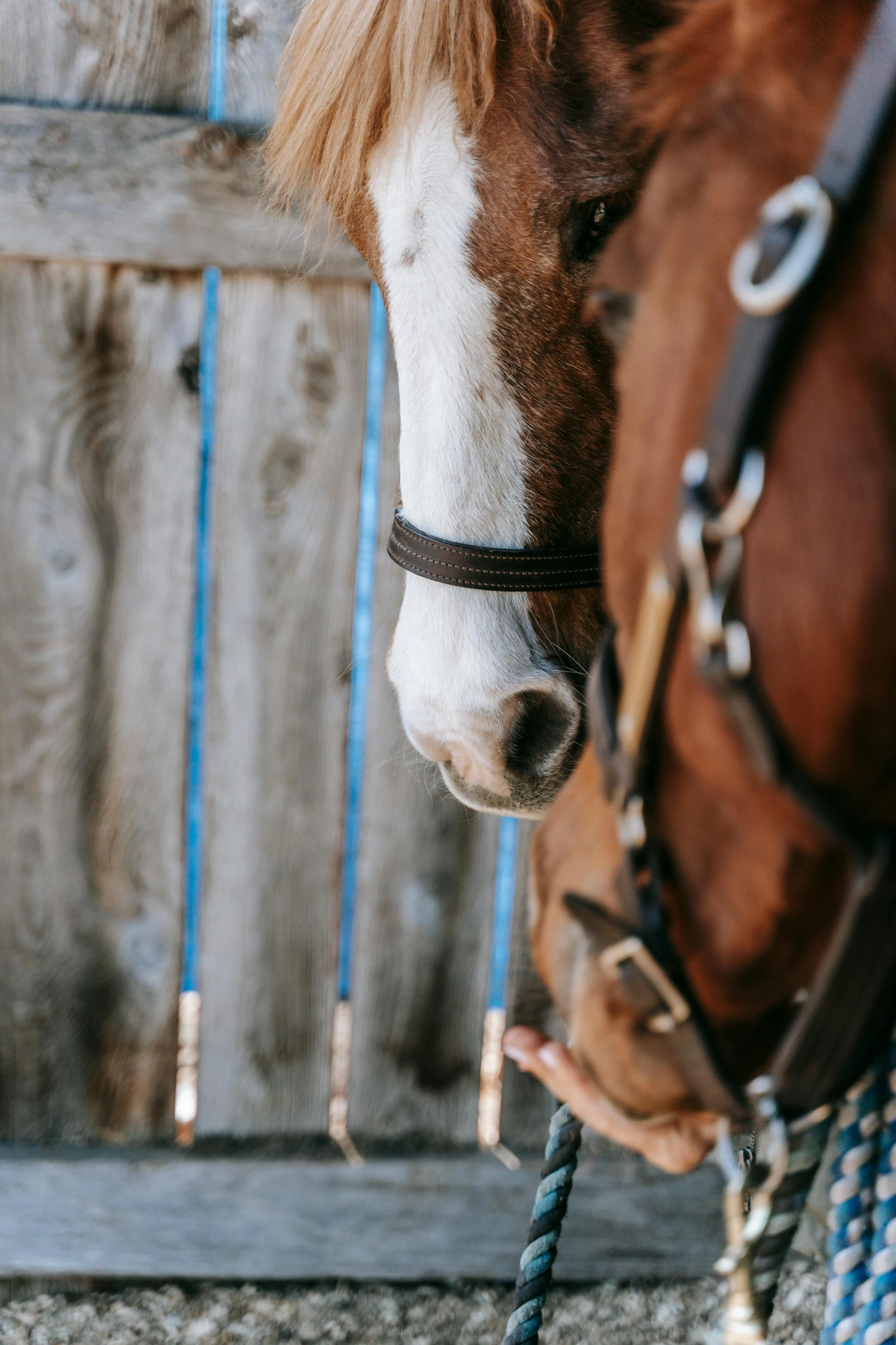 a brown and white horse standing next to a wooden fence, a portrait, trending on unsplash, neck zoomed in from lips down, profile image, bottom body close up, snout under visor