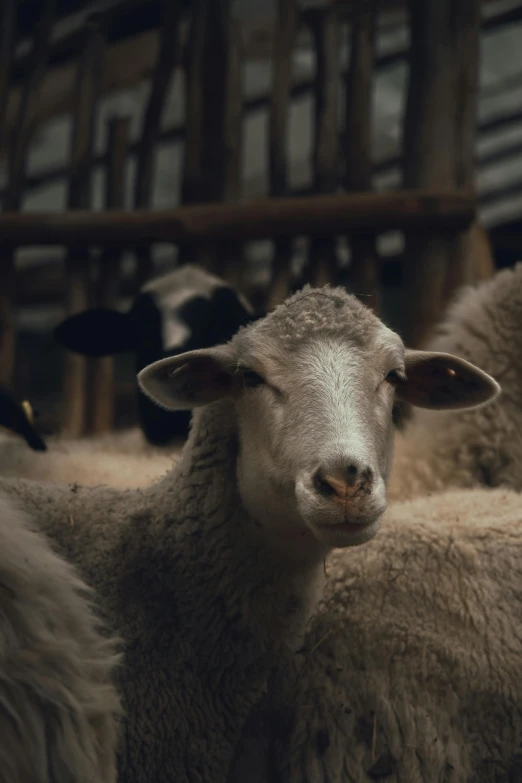 a herd of sheep standing next to each other, by Adam Marczyński, trending on unsplash, renaissance, close-up portrait film still, large grey eyes, subtitles, alessio albi