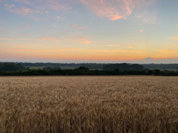 a field of wheat with a sunset in the background, by Julian Hatton, unsplash, next to farm fields and trees, panorama view of the sky, orange / pink sky, wide high angle view