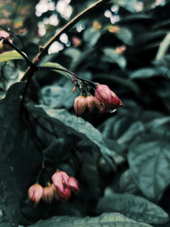 a close up of a plant with pink flowers, an album cover, inspired by Elsa Bleda, unsplash contest winner, hyperrealism, on a rainy day, flower buds, dark dance photography aesthetic, muted green