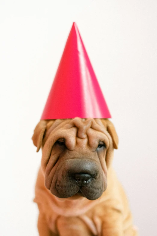 a close up of a dog wearing a party hat, an album cover, by Doug Ohlson, shutterstock, lots of wrinkles, blond, birthday party, photograph credit: ap