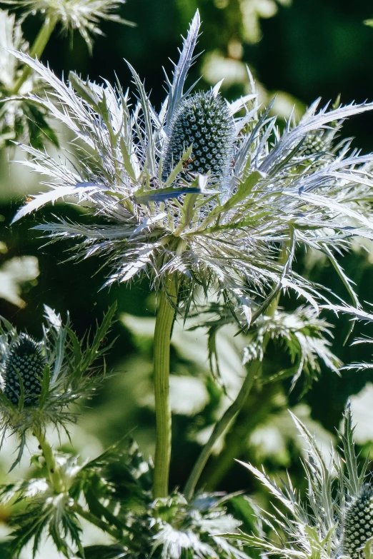 a close up of a flower on a plant, full of silver layers, thistles, gleaming silver, blue and silver