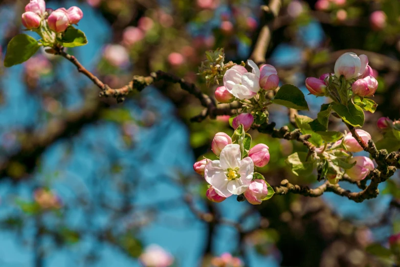 a tree with pink and white flowers against a blue sky, by Sven Erixson, unsplash, renaissance, colourful apples, shot on sony a 7 iii, thumbnail, detail shot