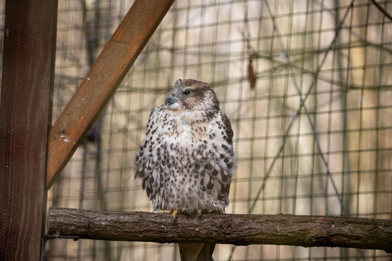 a bird that is sitting on a branch, a portrait, trending on pexels, hurufiyya, behind bars, raptor, museum quality photo, fullbody view