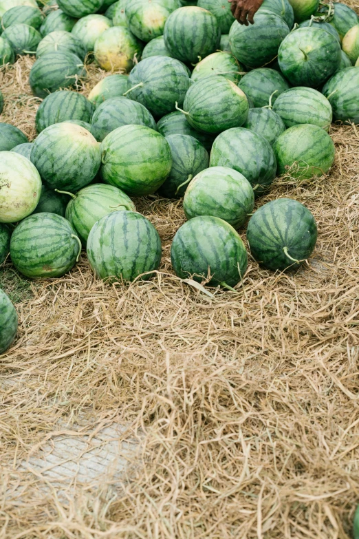 a pile of watermelons sitting on top of a pile of hay, 2 5 6 x 2 5 6 pixels, multiple stories, a green, lined up horizontally