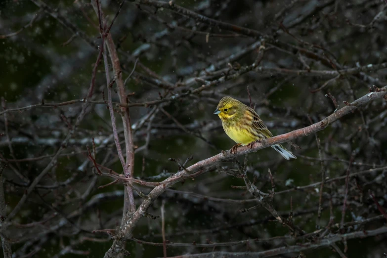 a yellow bird sitting on top of a tree branch, a portrait, pexels contest winner, in an arctic forest, predawn, mid 2 0's female, a messy