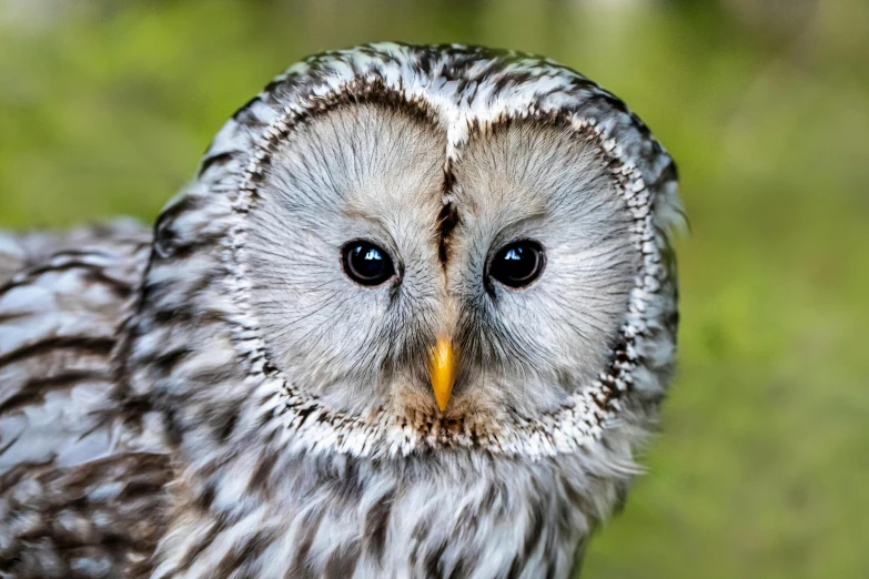 a close up of an owl looking at the camera, white hairs, small round face, on clear background, looking off to the side