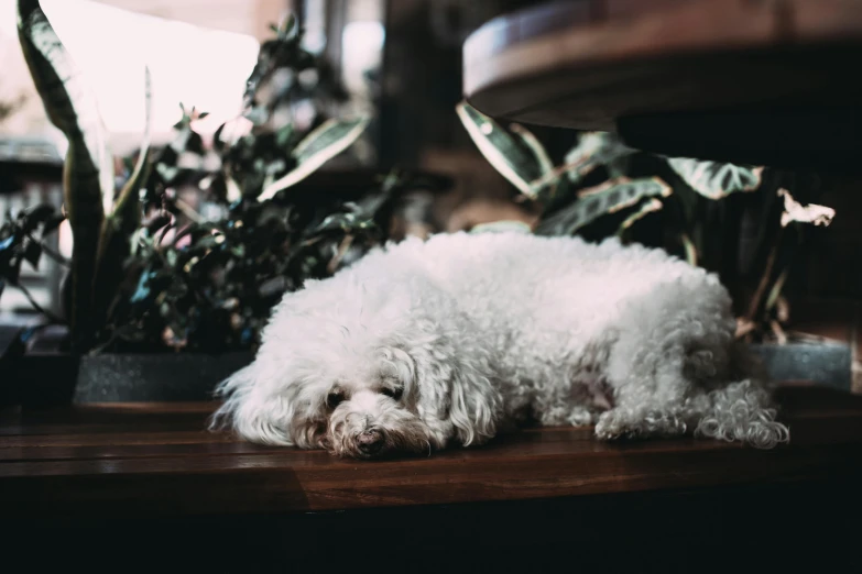 a white dog laying on top of a wooden table, inspired by Elsa Bleda, pexels contest winner, next to a plant, white curly hair, eyes closed or not visible, indoor picture