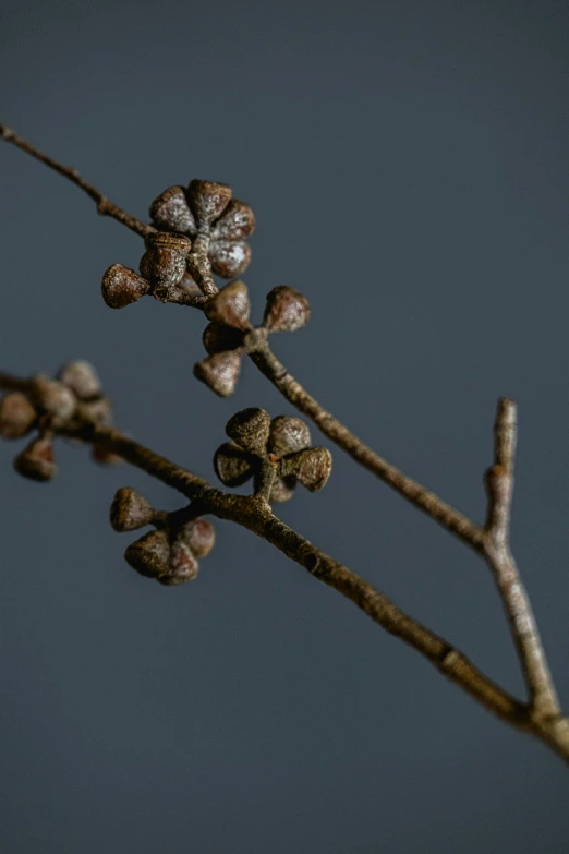 a close up of a plant with no leaves, a macro photograph, by Yasushi Sugiyama, hurufiyya, patchy flowers, oak, made of glazed, detailed product image