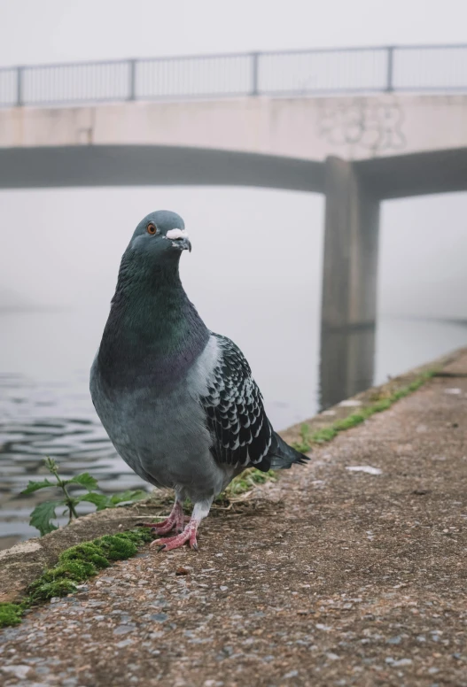 a pigeon standing next to a body of water, pexels contest winner, moist foggy, smug look, in an urban setting, woodstock