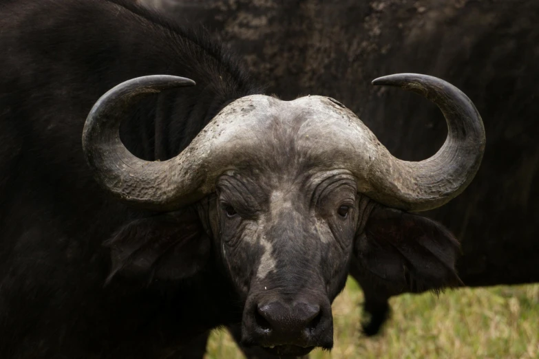 a couple of buffalo standing on top of a lush green field, a portrait, by Jan Tengnagel, pexels contest winner, close - up of face, african sybil, black, enormously detailed