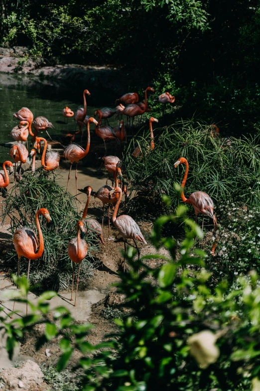 a flock of flamingos standing next to a body of water, tropical plants, all looking at camera